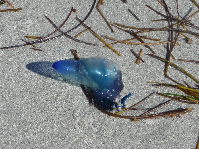 Méduse sur les plages de Miami et de ses environs